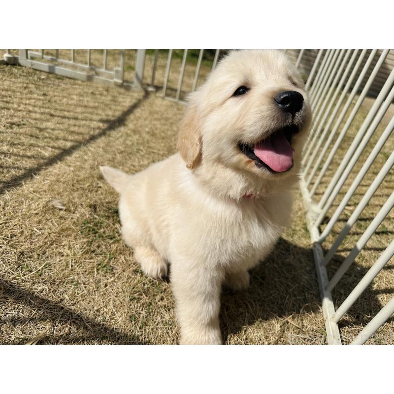 商談中の千葉県のゴールデンレトリーバー-440021の4枚目