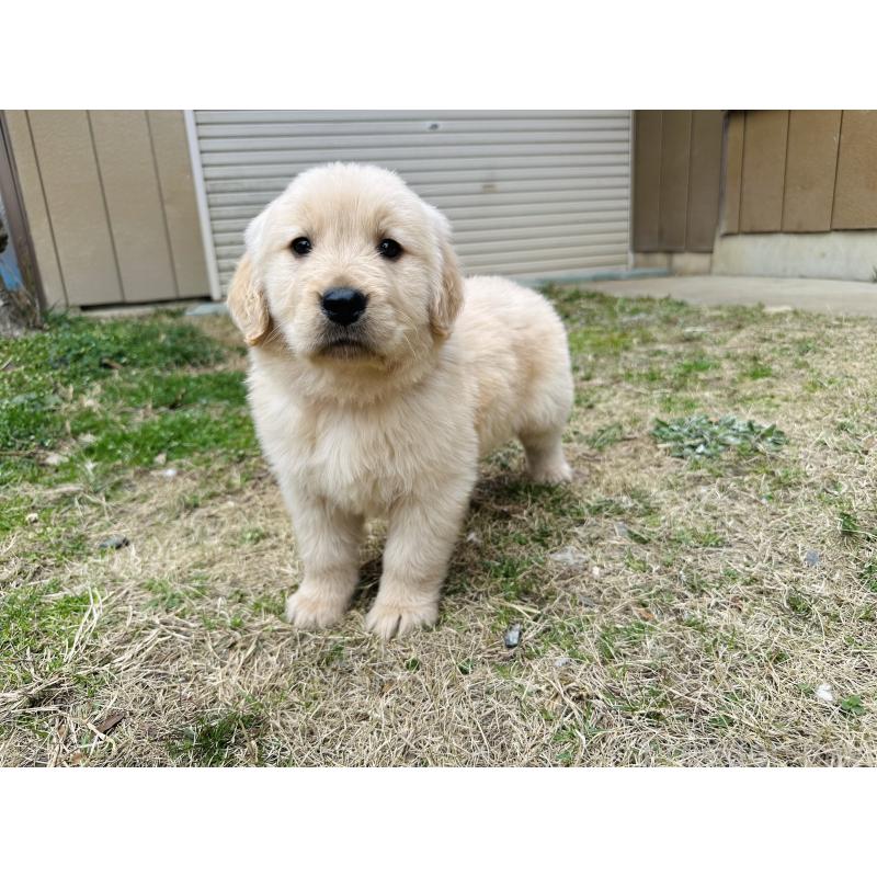 販売中の千葉県のゴールデンレトリーバー-440019の10枚目