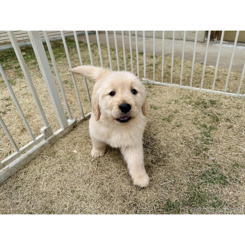 販売中の千葉県のゴールデンレトリーバー-440019の9枚目