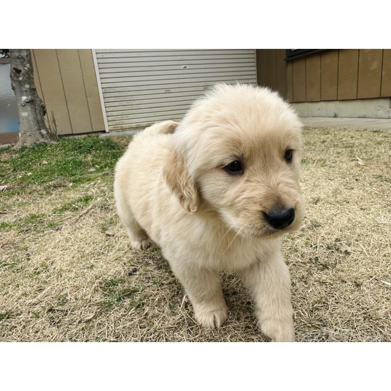 販売中の千葉県のゴールデンレトリーバー-440019の8枚目