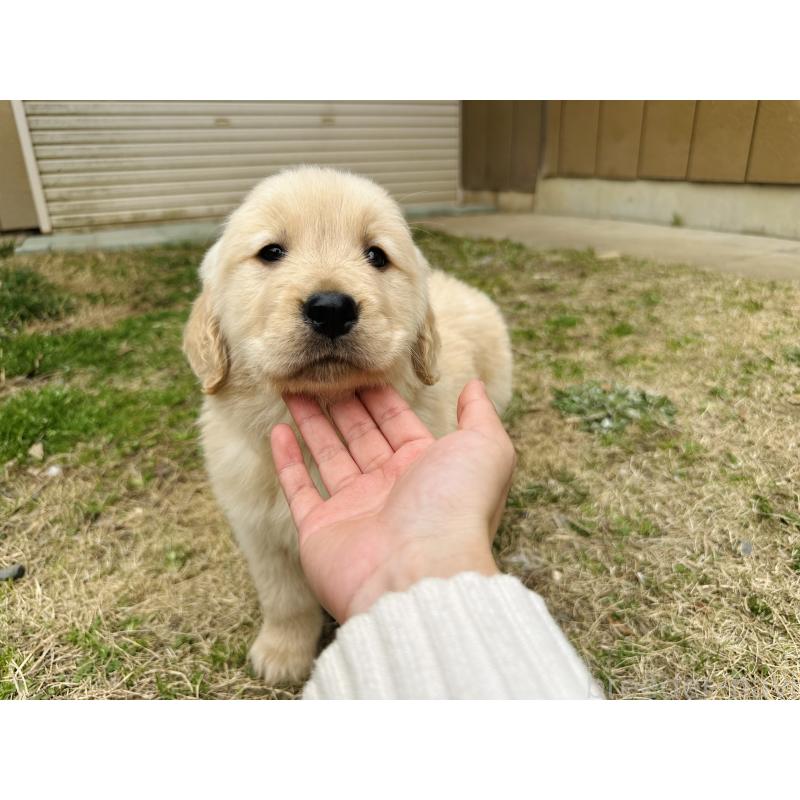 販売中の千葉県のゴールデンレトリーバー-440019の7枚目