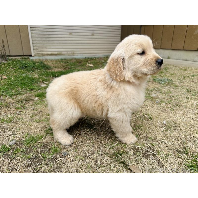 販売中の千葉県のゴールデンレトリーバー-440019の6枚目