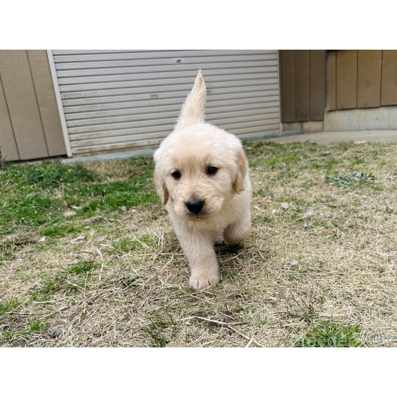 販売中の千葉県のゴールデンレトリーバー-440019の5枚目