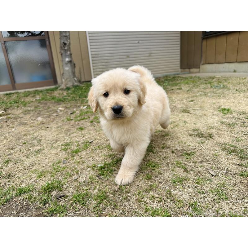 販売中の千葉県のゴールデンレトリーバー-440019の4枚目