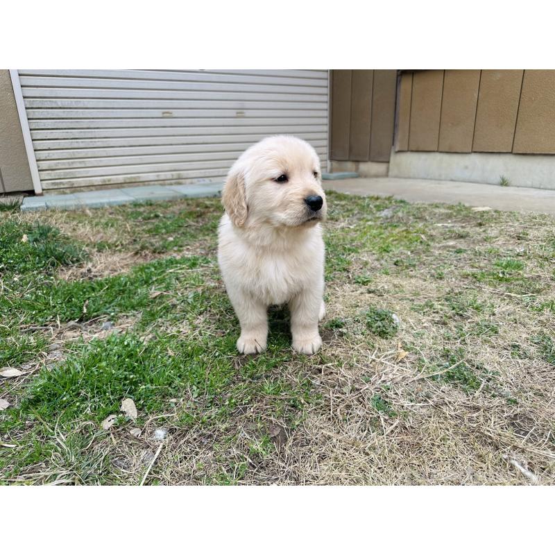 販売中の千葉県のゴールデンレトリーバー-440019の3枚目