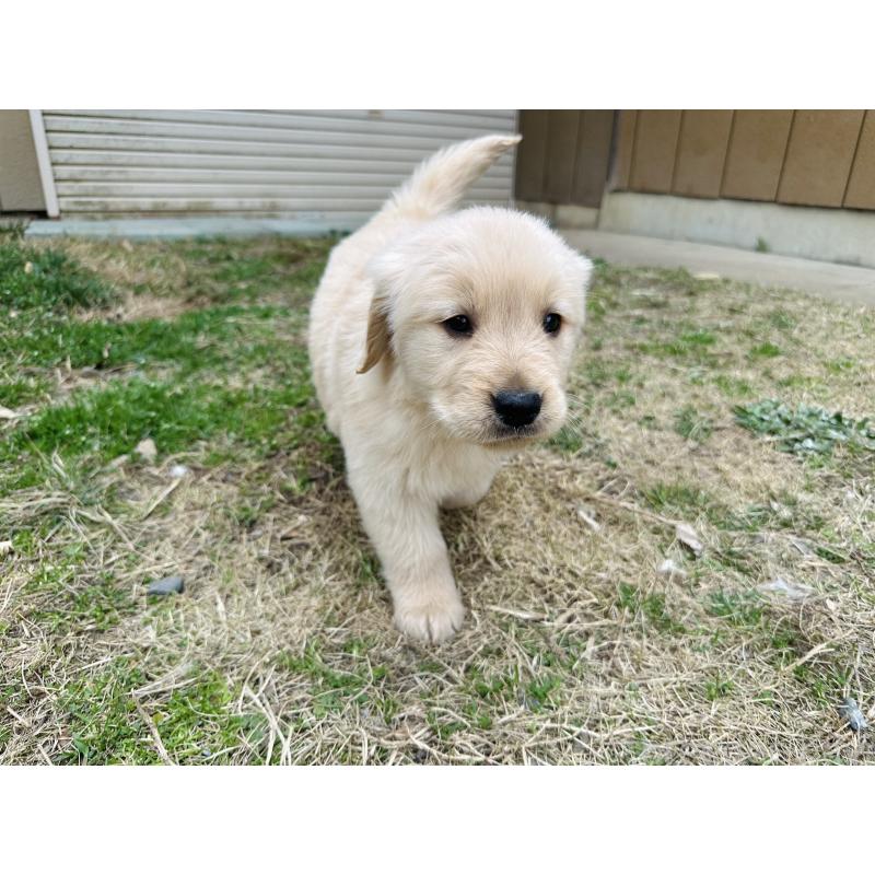 販売中の千葉県のゴールデンレトリーバー-440019の2枚目