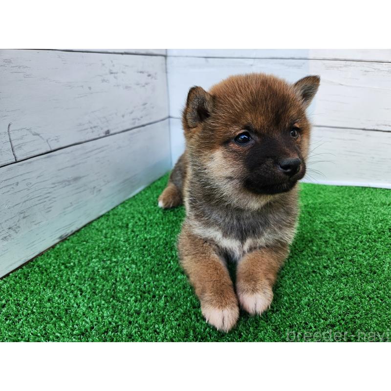 販売中の熊本県の豆柴-447813の1枚目