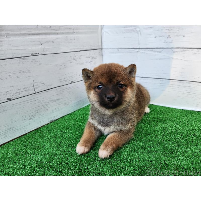 販売中の熊本県の豆柴-447813の5枚目