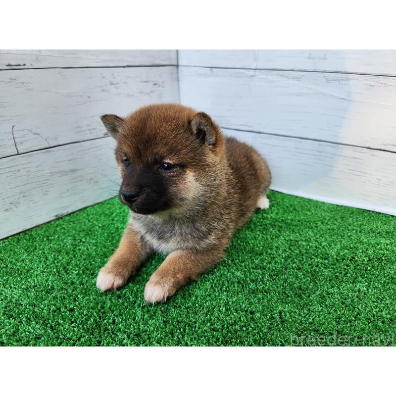 販売中の熊本県の豆柴-447813の4枚目