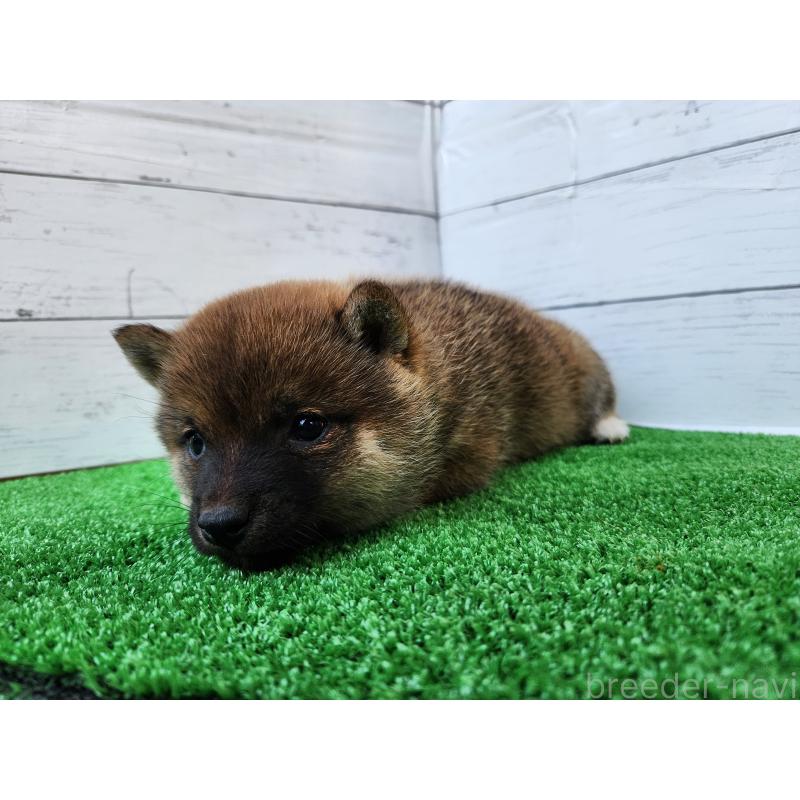 販売中の熊本県の豆柴-447813の3枚目