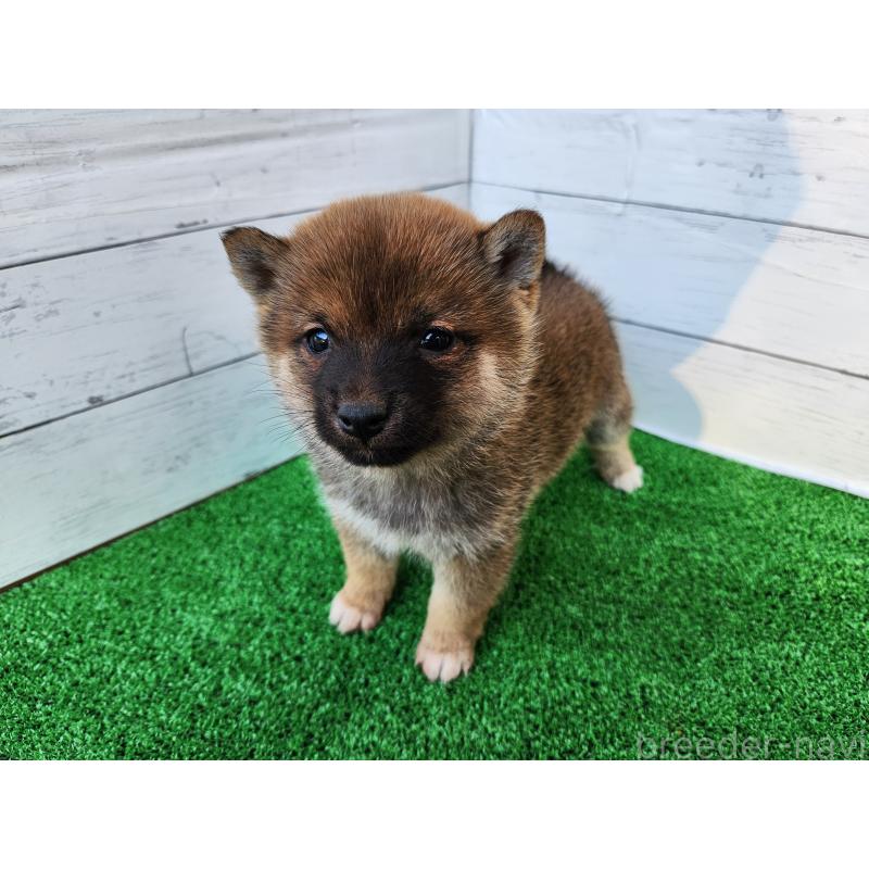 販売中の熊本県の豆柴-447813の2枚目