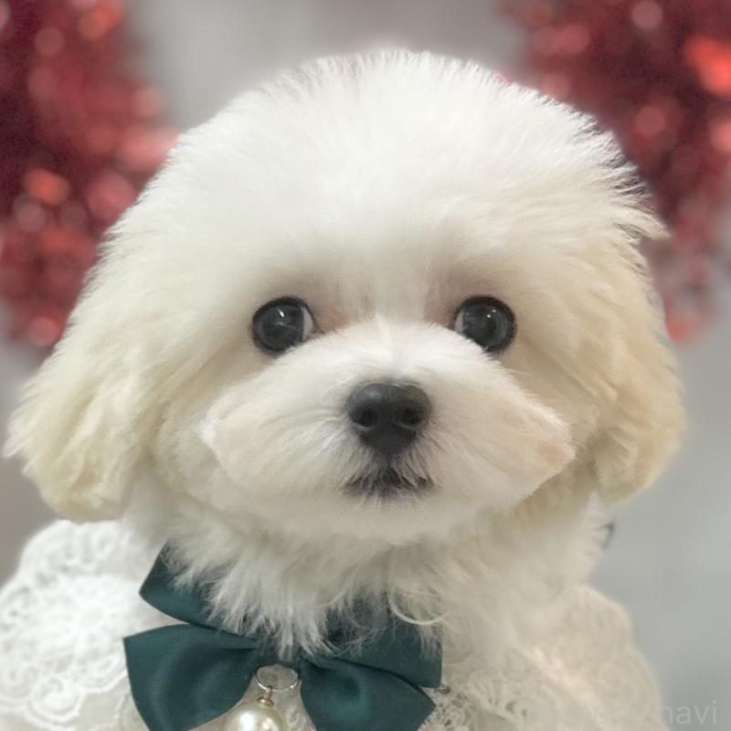 販売中の愛知県のマルチーズ-438189