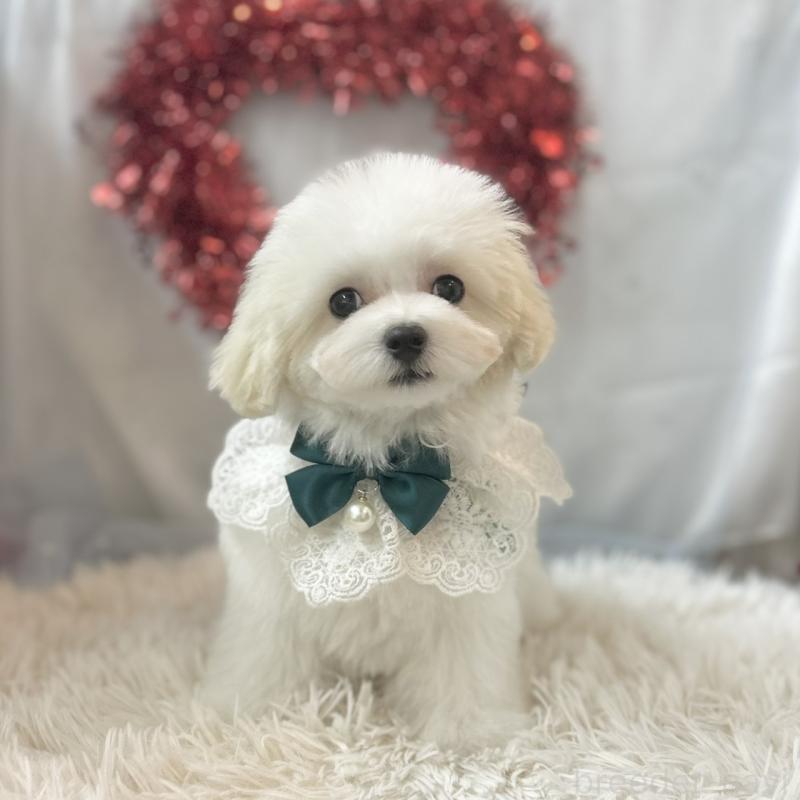 販売中の愛知県のマルチーズ-438189の5枚目