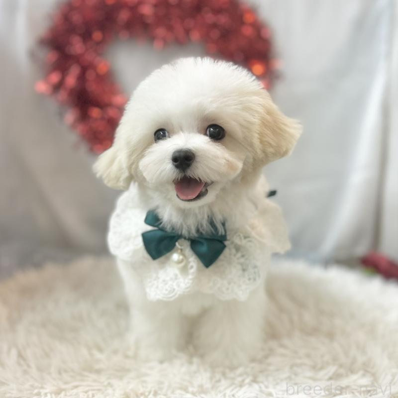 販売中の愛知県のマルチーズ-438189の4枚目