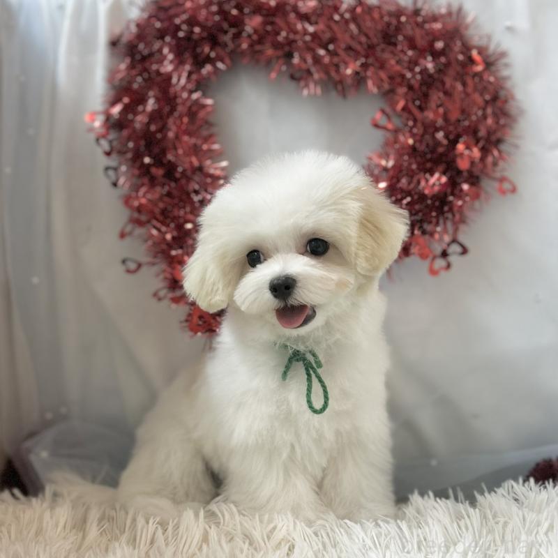 販売中の愛知県のマルチーズ-438189の2枚目