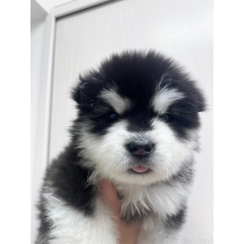 販売中の東京都のアラスカンマラミュート-447816の9枚目