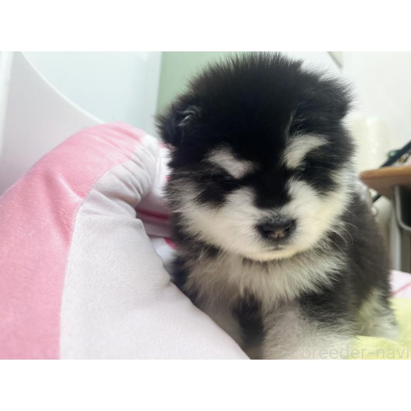 販売中の東京都のアラスカンマラミュート-447816の8枚目