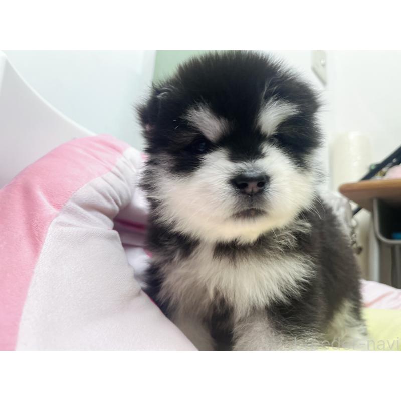 販売中の東京都のアラスカンマラミュート-447816の7枚目