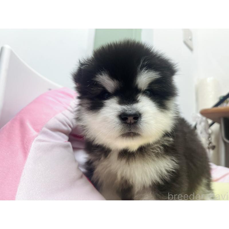 販売中の東京都のアラスカンマラミュート-447816の6枚目