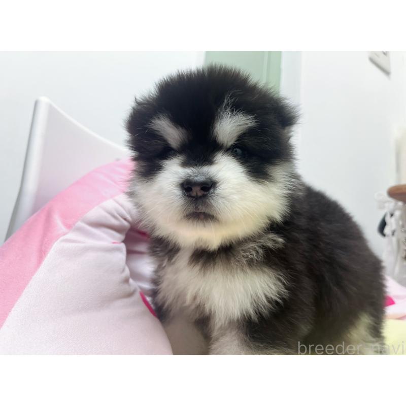 販売中の東京都のアラスカンマラミュート-447816の4枚目