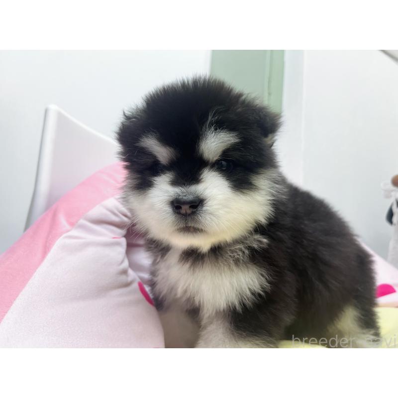 販売中の東京都のアラスカンマラミュート-447816の3枚目