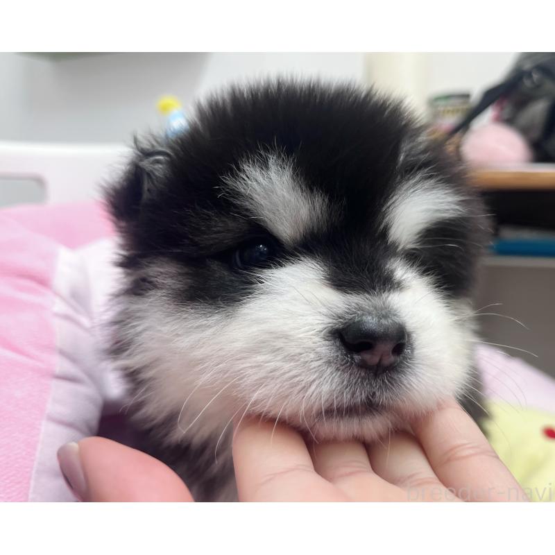 販売中の東京都のアラスカンマラミュート-447816の2枚目