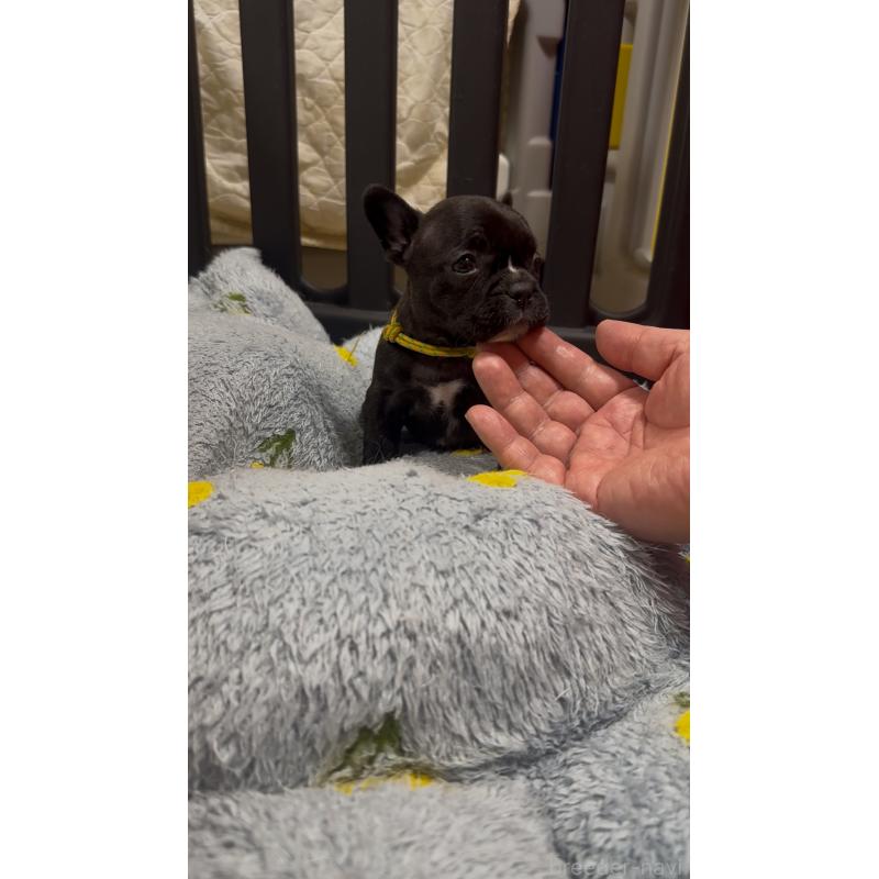 販売中の青森県のフレンチブルドッグ-447817の4枚目