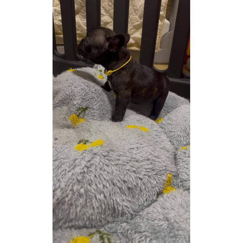 販売中の青森県のフレンチブルドッグ-447817の3枚目