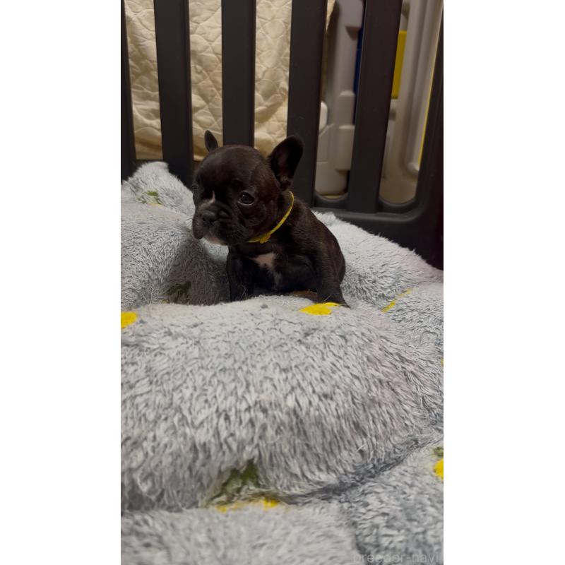 販売中の青森県のフレンチブルドッグ-447817の2枚目