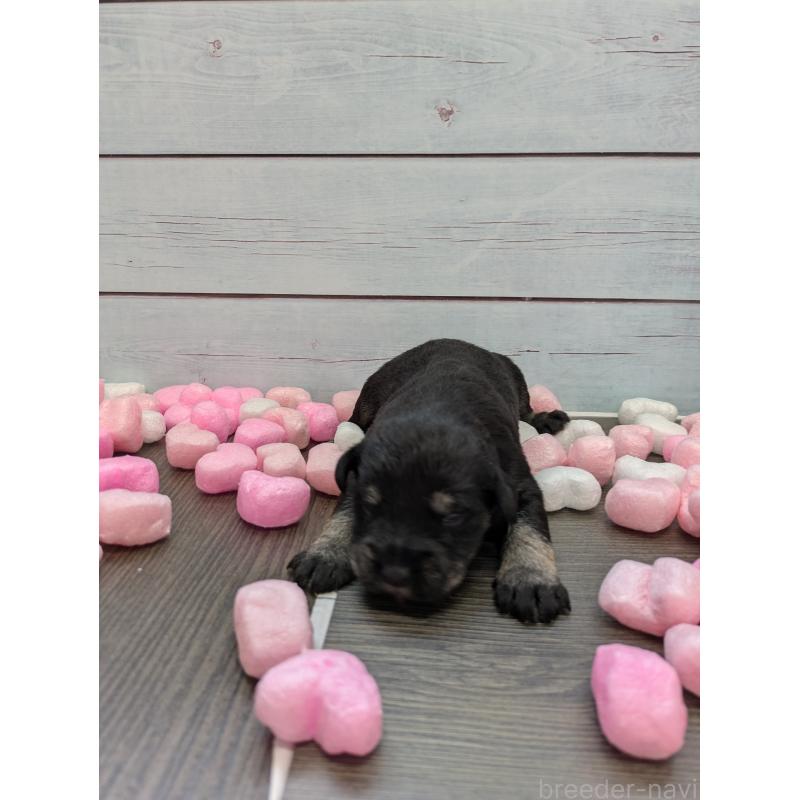 販売中の茨城県のミニチュアシュナウザー-447818の6枚目