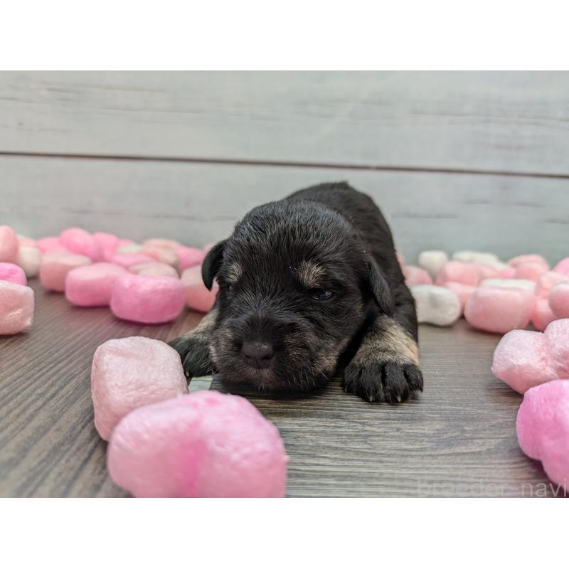 販売中の茨城県のミニチュアシュナウザー-447818の5枚目