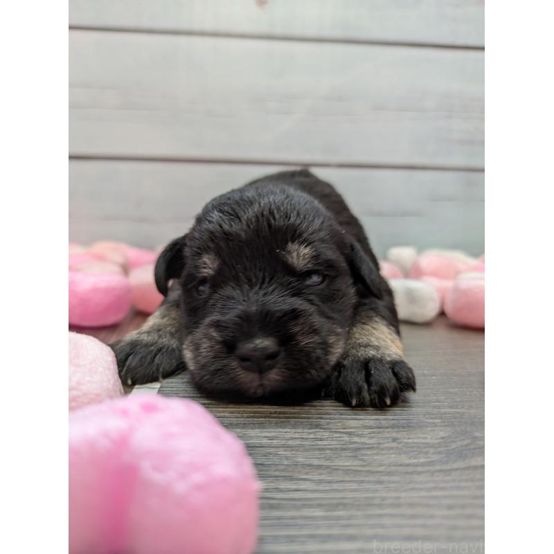 販売中の茨城県のミニチュアシュナウザー-447818の4枚目