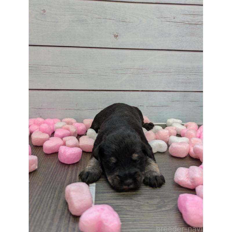 販売中の茨城県のミニチュアシュナウザー-447818の3枚目