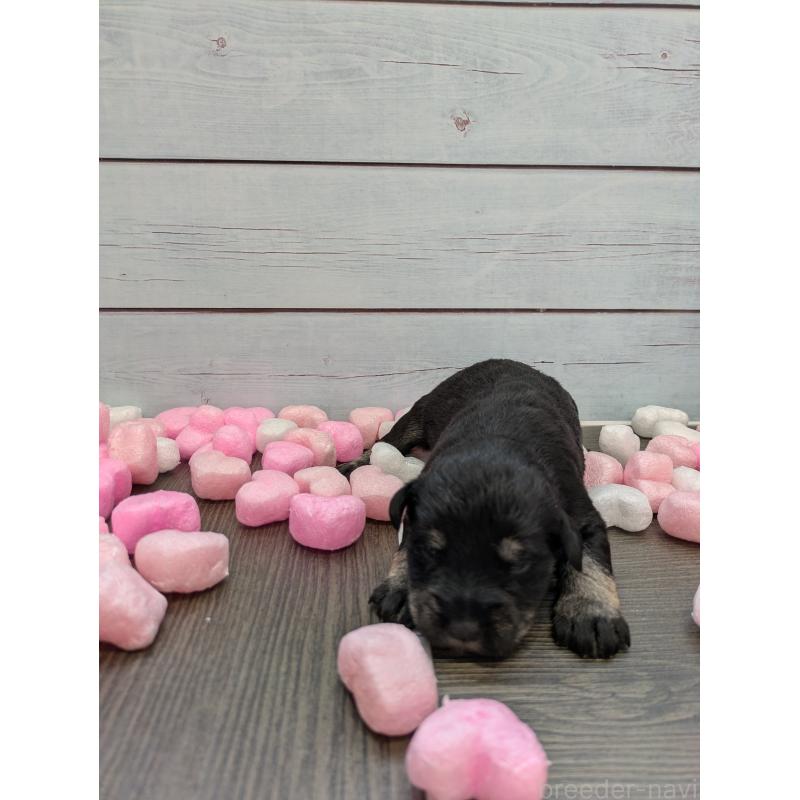 販売中の茨城県のミニチュアシュナウザー-447818の2枚目