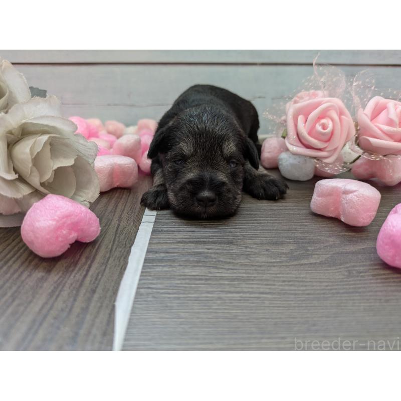 販売中の茨城県のミニチュアシュナウザー-447819の5枚目