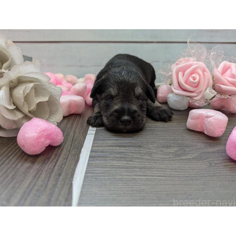 販売中の茨城県のミニチュアシュナウザー-447819の3枚目