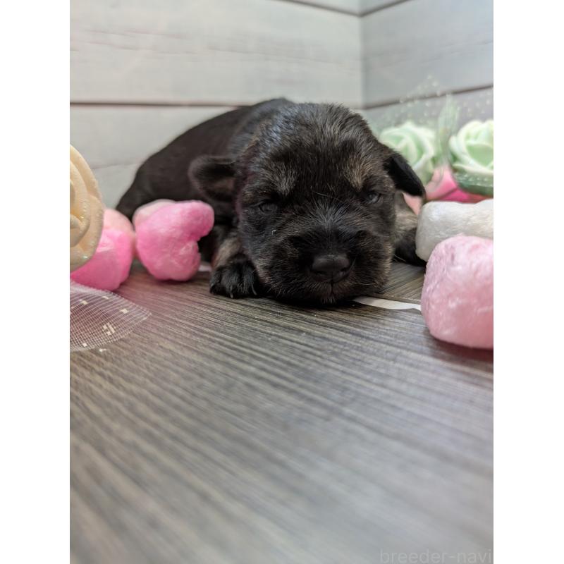 販売中の茨城県のミニチュアシュナウザー-447820の4枚目