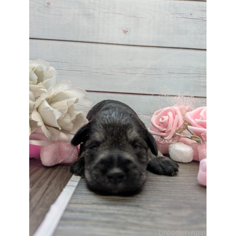 販売中の茨城県のミニチュアシュナウザー-447820の3枚目