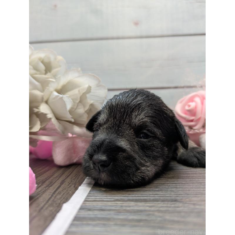 販売中の茨城県のミニチュアシュナウザー-447820の2枚目