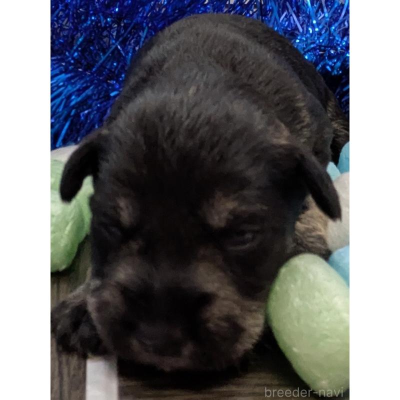 販売中の茨城県のミニチュアシュナウザー-447821の5枚目