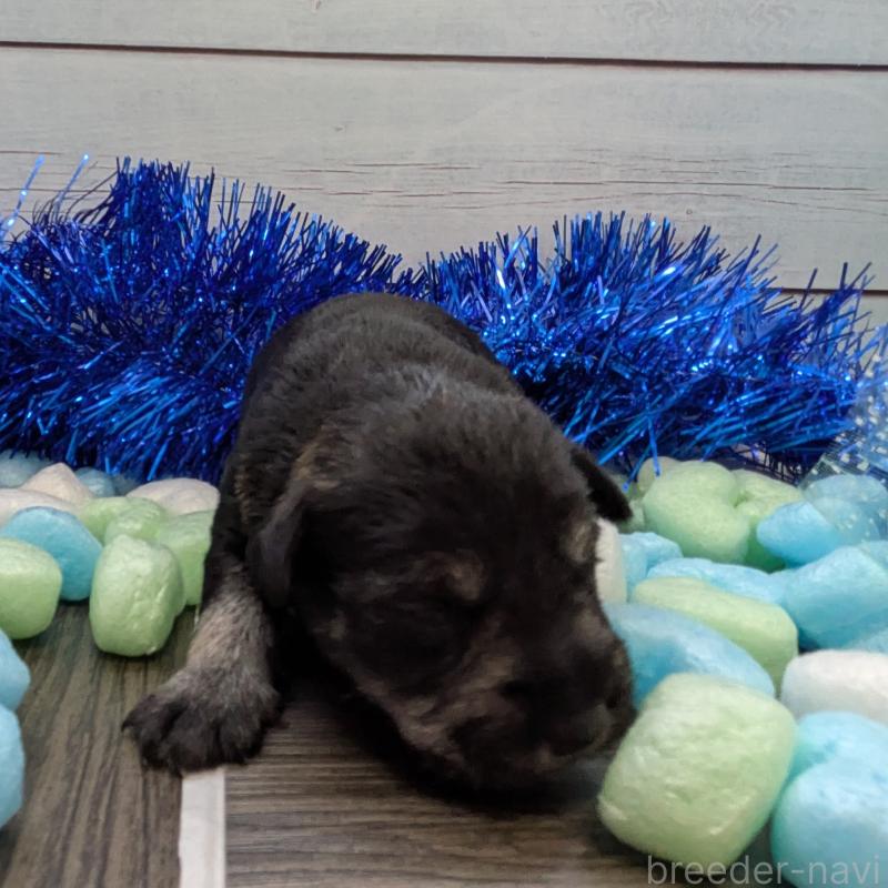 販売中の茨城県のミニチュアシュナウザー-447821の4枚目