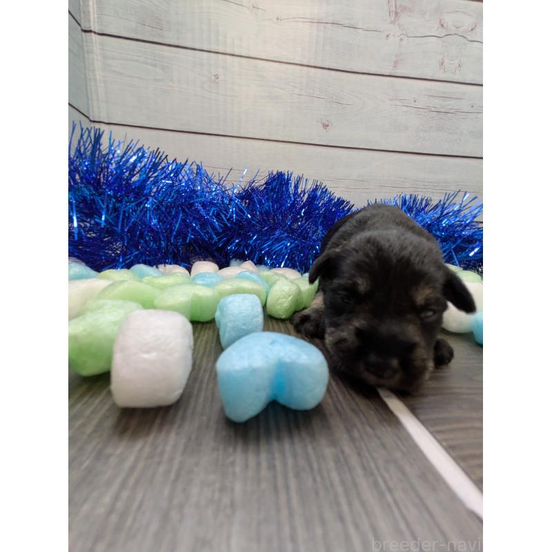 販売中の茨城県のミニチュアシュナウザー-447821の3枚目