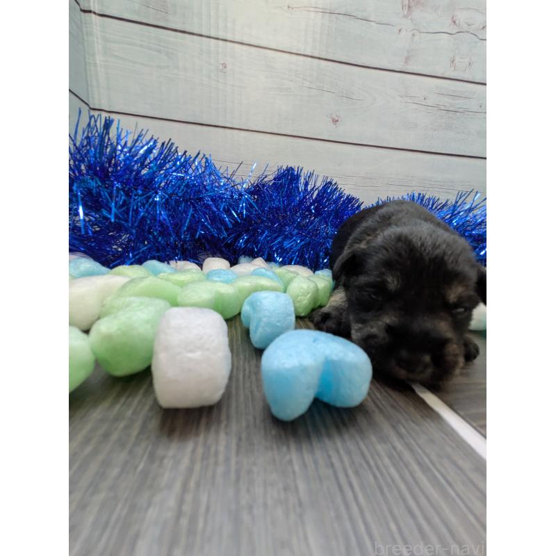 販売中の茨城県のミニチュアシュナウザー-447821の2枚目