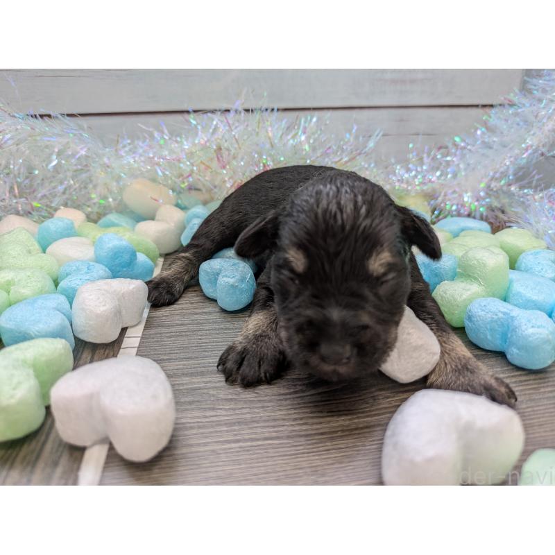 販売中の茨城県のミニチュアシュナウザー-447822の5枚目