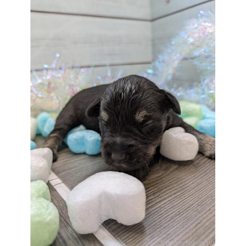 販売中の茨城県のミニチュアシュナウザー-447822の4枚目