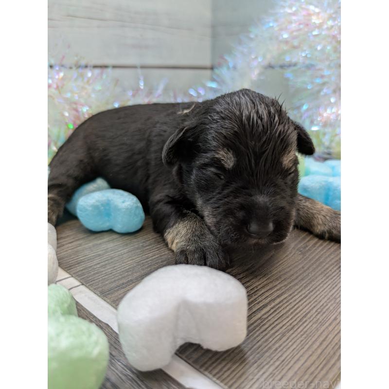 販売中の茨城県のミニチュアシュナウザー-447822の2枚目