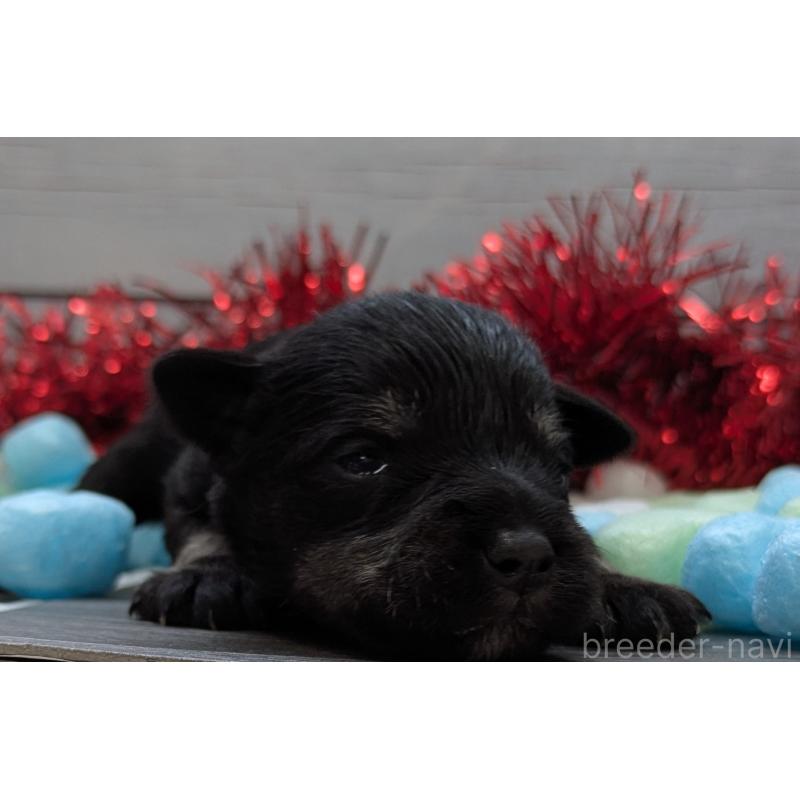 販売中の茨城県のミニチュアシュナウザー-447823の5枚目