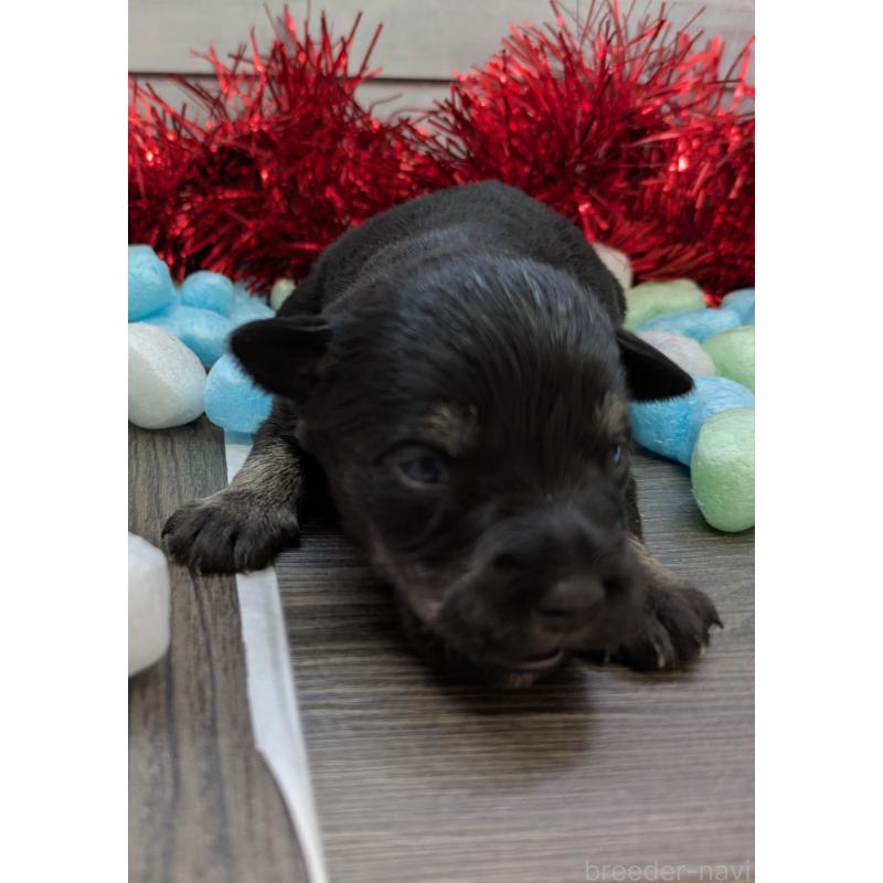 販売中の茨城県のミニチュアシュナウザー-447823の3枚目