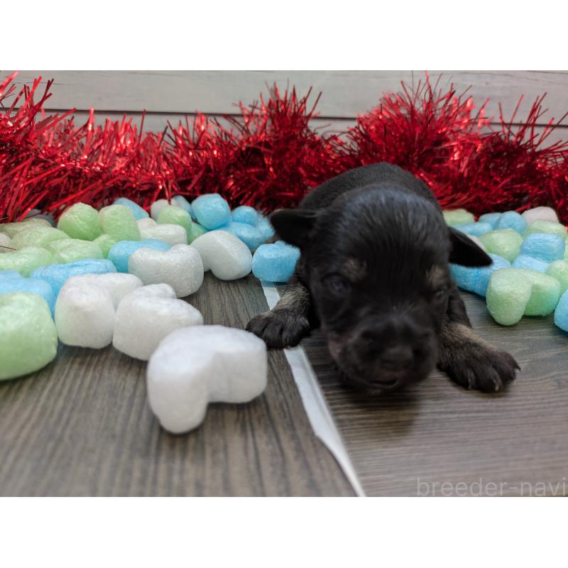 販売中の茨城県のミニチュアシュナウザー-447823の2枚目