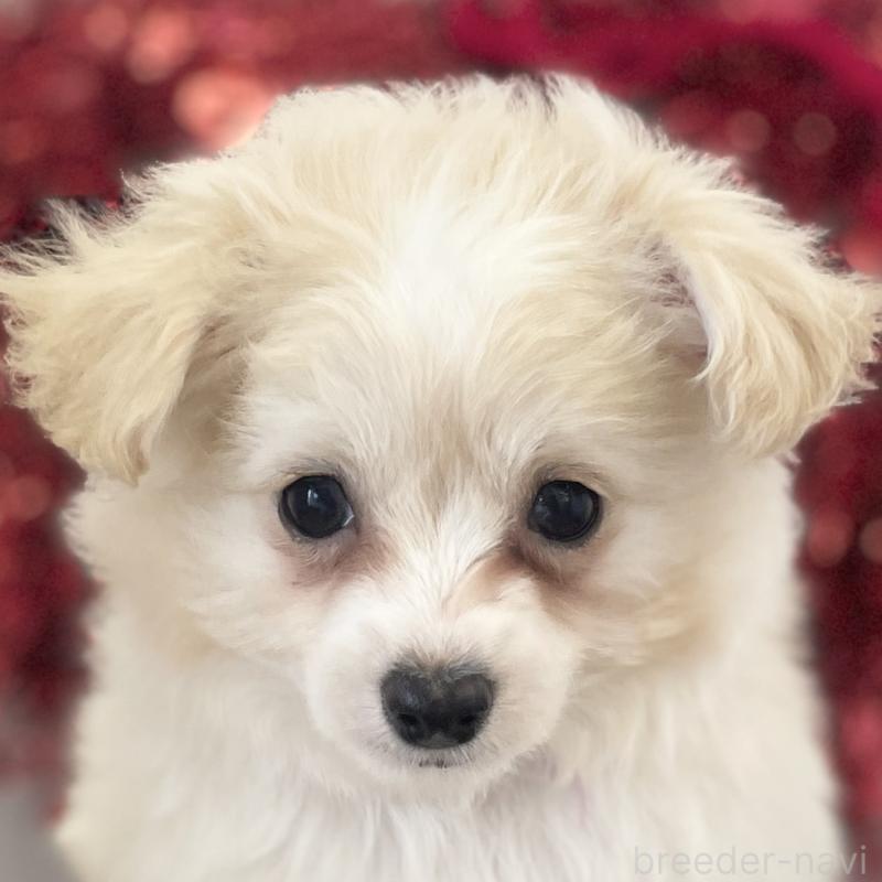 販売中の愛知県のチワプー:チワワ×トイプードル-439998